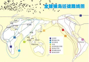 动物迁徙现象：定义、类型、原因、路线、生态影响及保护措施