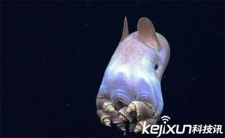 海洋的深处有什么生物，揭秘海洋深处：神秘的生物世界