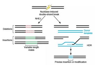 基因编辑技术解析