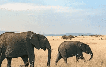 梦见一群大象是什么预兆