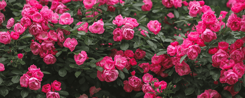 对玫瑰花的赞美 描述玫瑰花的美丽句子
